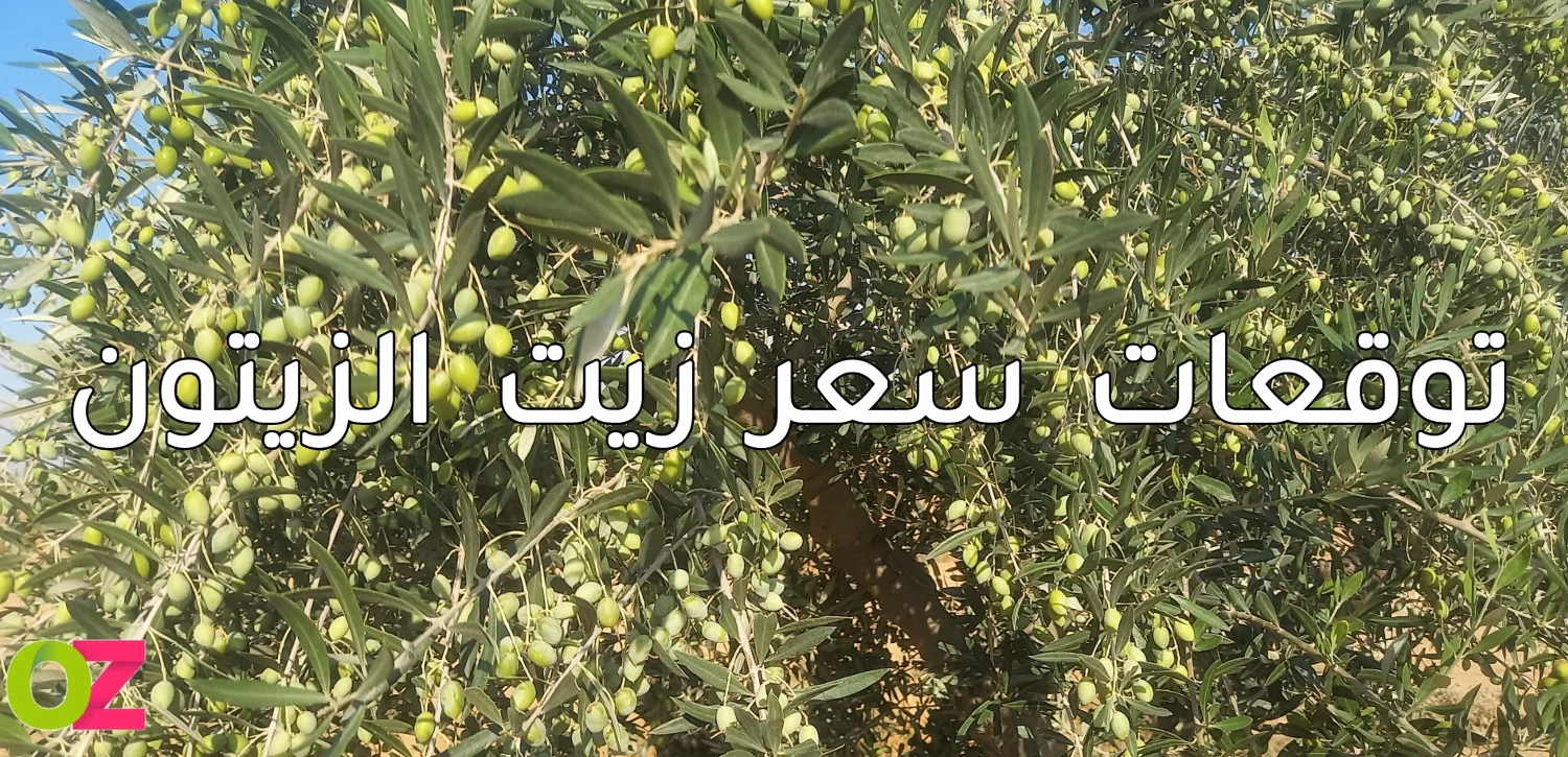 توقعات سعر زيت الزيتون 2025 في تونس