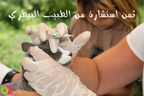 ثمن استشارة من الطبيب البيطري في تونس