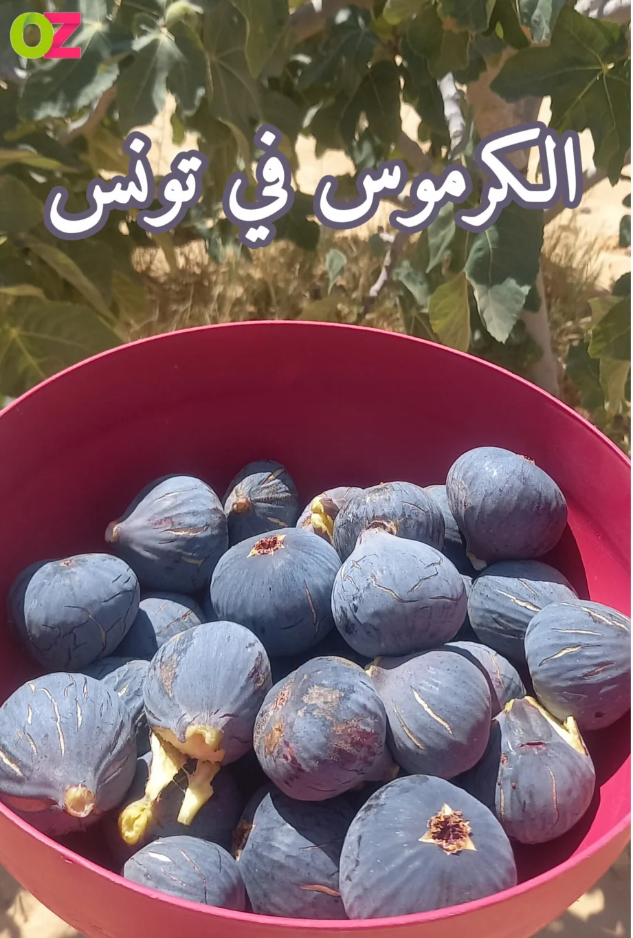 سعر الكرموس في تونس