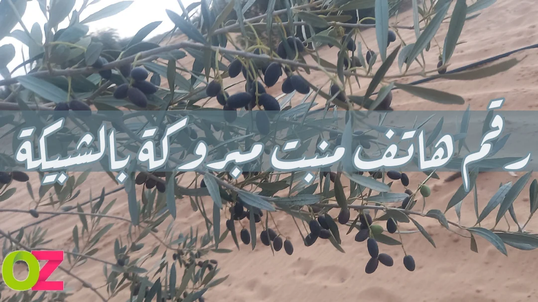 رقم هاتف منبت مبروكة بالشبيكة